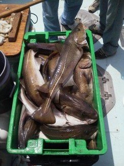 chasintailchartersgreenharborma173.jpg
