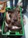chasintailchartersgreenharborma173_small.jpg