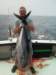 chasintailchartersgreenharborma213_small.jpg