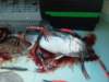 chasintailchartersgreenharborma223_small.jpg