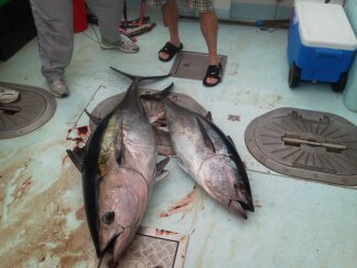 chasintailchartersgreenharborma233.jpg