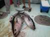 chasintailchartersgreenharborma233_small.jpg