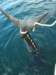 chasintailchartersgreenharborma265_small.jpg