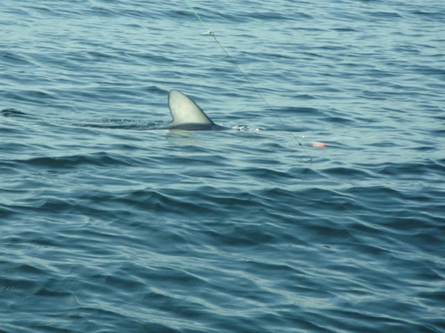 chasintailchartersgreenharborma266.jpg