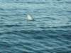chasintailchartersgreenharborma266_small.jpg