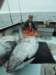 chasintailchartersgreenharborma268_small.jpg