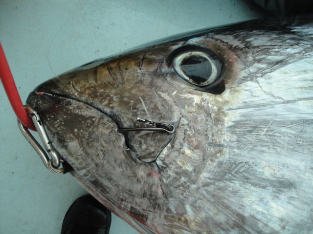 chasintailchartersgreenharborma269.jpg