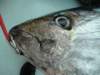 chasintailchartersgreenharborma269_small.jpg