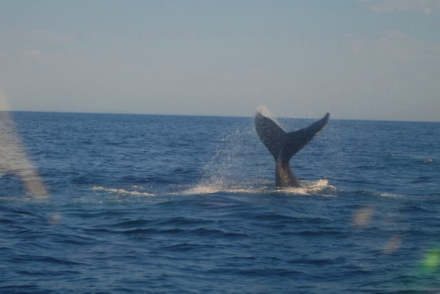 chasintailchartersgreenharborma271.jpg