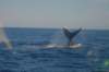 chasintailchartersgreenharborma271_small.jpg