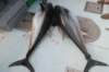 chasintailchartersgreenharborma272_small.jpg