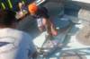 chasintailchartersgreenharborma273_small.jpg