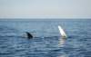 chasintailchartersgreenharborma274_small.jpg