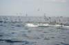 chasintailchartersgreenharborma275_small.jpg