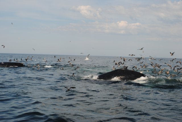 chasintailchartersgreenharborma276.jpg