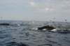 chasintailchartersgreenharborma276_small.jpg
