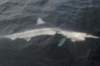 chasintailchartersgreenharborma_small.jpg